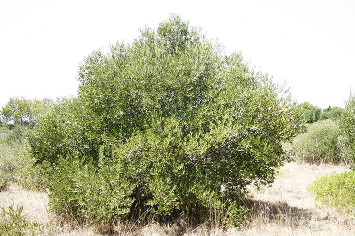 Se investiga a cuatro personas por dos hurtos de aceituna en Calicasas y Salar